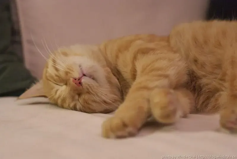 sleeping beauty
