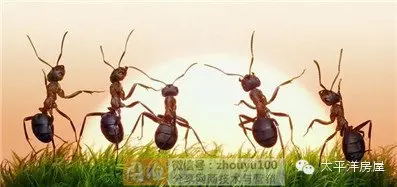 我是蚂蚁家族的成员!