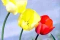 郁金香花中含毒碱 家中不宜栽种(图)