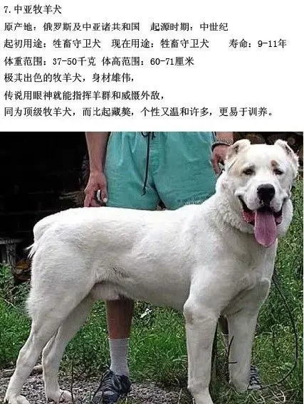 征服里刘华强养的什么鱼,北安大破鞋',天安社人员 ...
