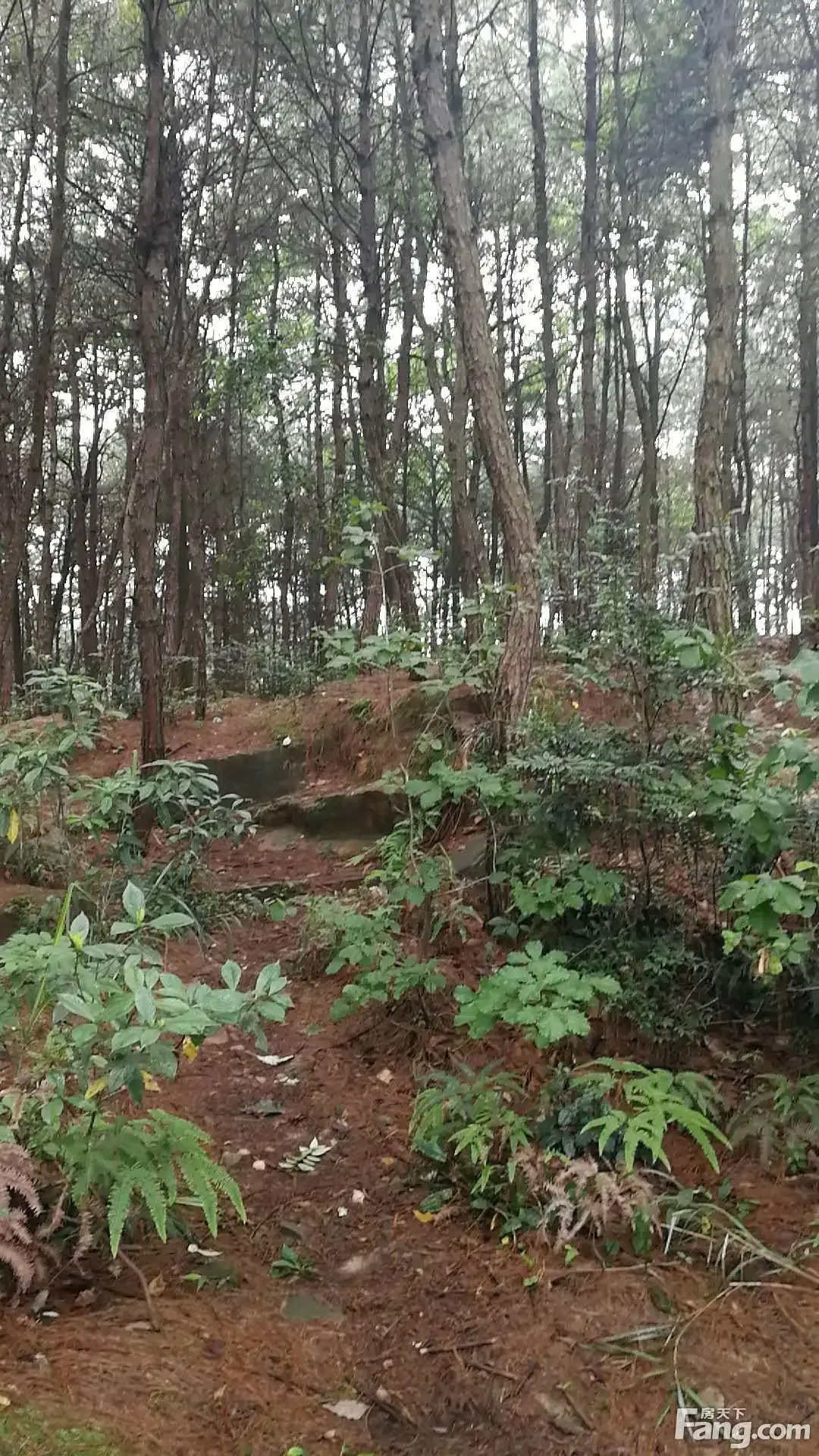 重庆渝北区铁山坪旁稀缺林地转让