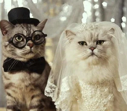 【超酷的猫咪结婚照】新娘是不是有点婚前忧郁症啊?