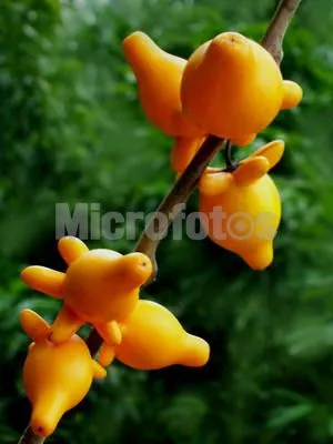 新春花市#五代同堂