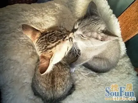 猫咪亲嘴也闭眼睛的啊