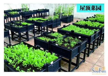 阳台菜园 屋顶农场 屋顶花园 盆栽果蔬